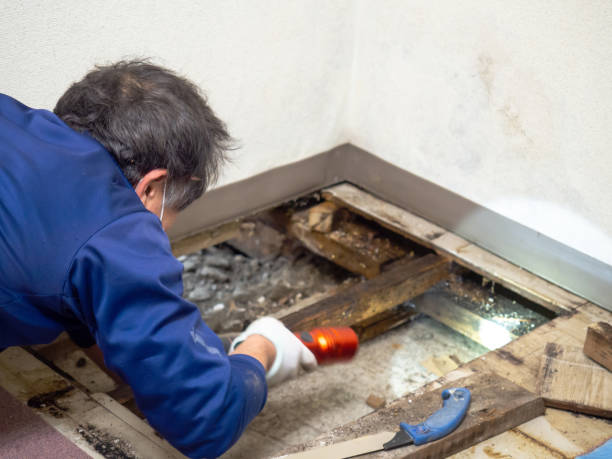 Best Black Mold Removal  in Warrior, AL