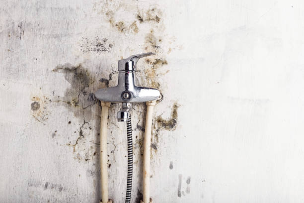 Best Residential Mold Removal  in Warrior, AL