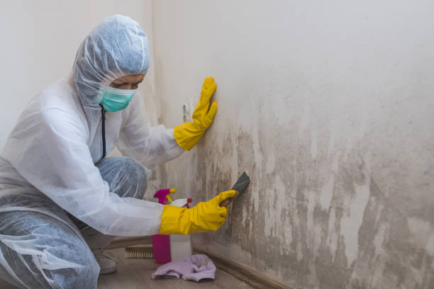 Mold Testing and Removal in Warrior, AL