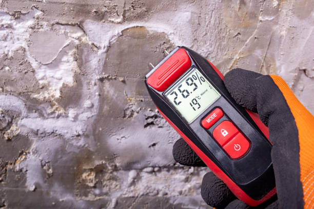 Best Mold Removal Process  in Warrior, AL