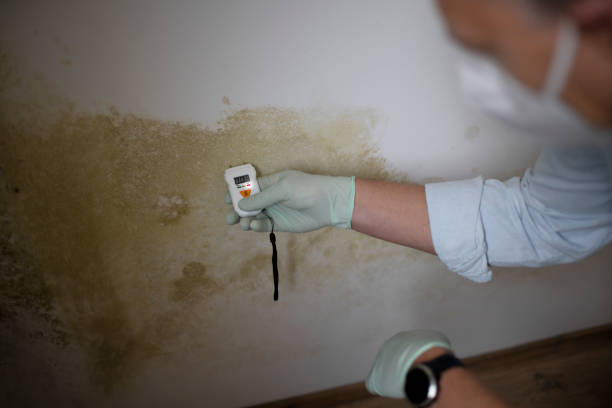 Mold Removal Process in Warrior, AL