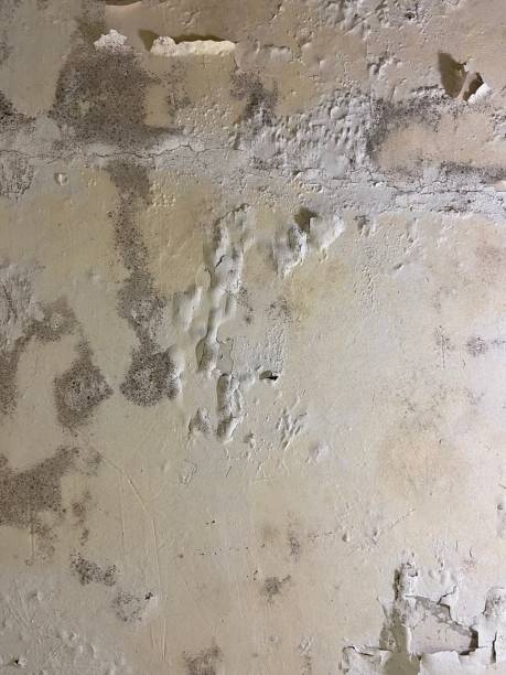 Best Office Mold Removal Services  in Warrior, AL