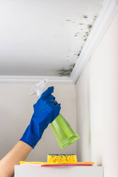 Best Certified Mold Removal  in Warrior, AL