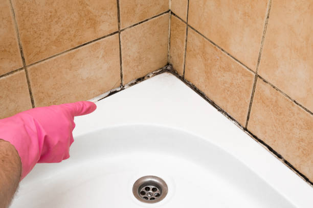 Crawl Space Mold Removal in Warrior, AL