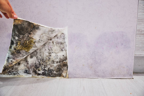 Best Fast Mold Removal  in Warrior, AL